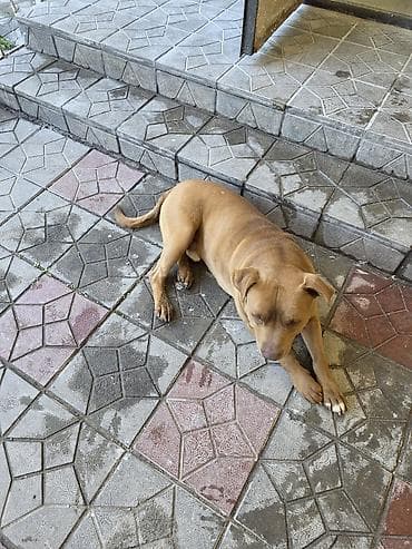 животные собаки: Пёс средних/крупных размеров, короткошёрстный, рыже‑коричневого — 2