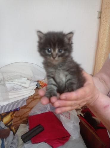 Кошки: Котята, помёт разной окраски: 5 штук - белые с серыми ушками и — 6