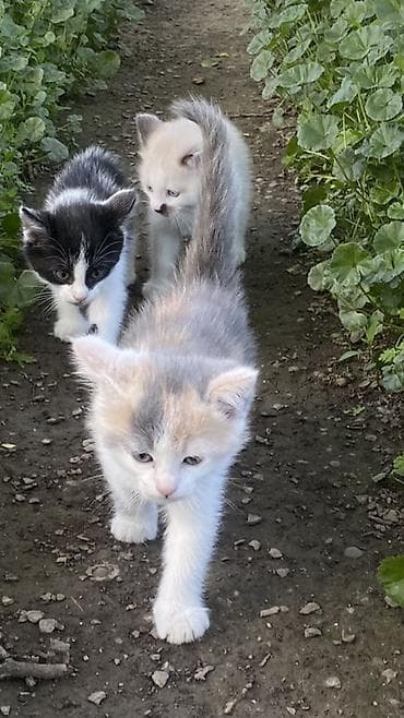 Отдам котят в добрые руки 🐾 Ищем заботливых хозяев для трёх