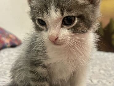 ящик ош: 1 айлык, Эркек — 2