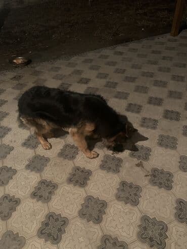 питбуль кубинец: Немецкая овчарка, 1 год, Самка, С прививкой — 5