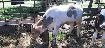 сколько стоит щенок золотистого ретривера: Продаю | Корова (самка) | Полукровка | Для молока | Искусственник — 4