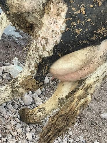 тара для мёда: Продаю | Корова (самка) | Голштин | Для молока | Племенные — 7