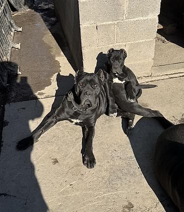 купить щенка кане корсо: Кане-корсо, 3 месяца, Самец — 3