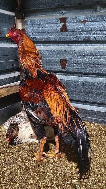 клетки для птицы: Продаю | Петух | Для разведения — 2