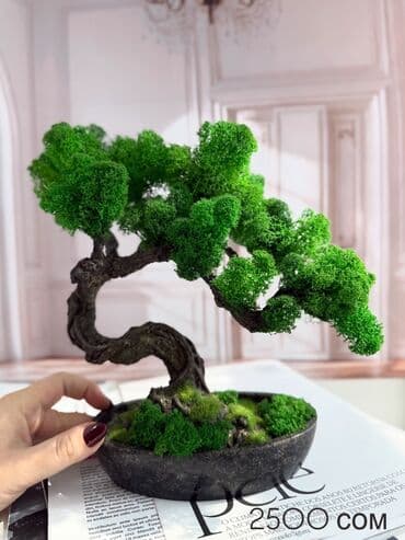 стеллаж для выращивания зелени: Декоративное дерево бонсай из натурального живого стабилизированного — 2
