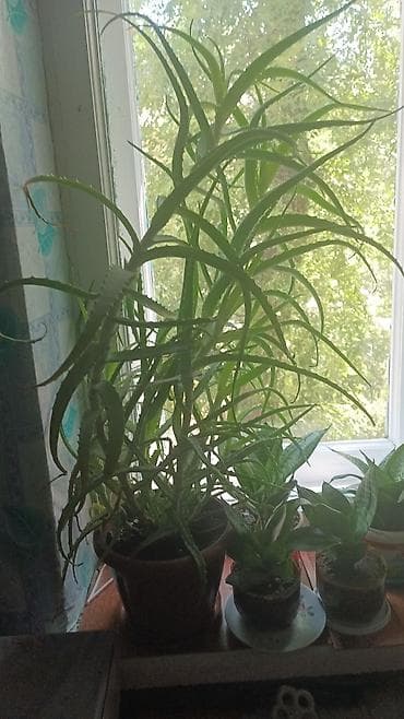 grow a garden: Продаю 2 цветка АЛОЭ.каждому более 7 лет.цена за каждый 1000 — 2