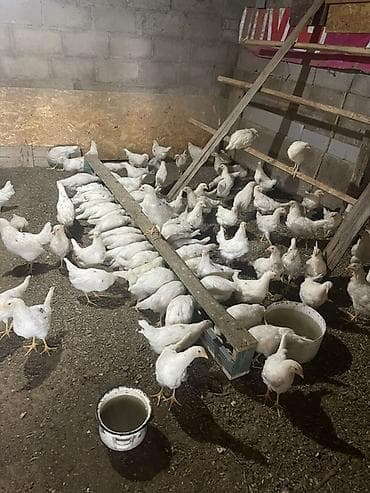 гуси линда: Продаю | Цыплята | Несушки — 1