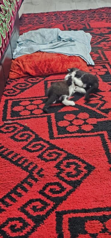 котята бенгальской кошки: Котята домашние, короткошёрстные. Окрас: - черно-белые «смокинги» — 6