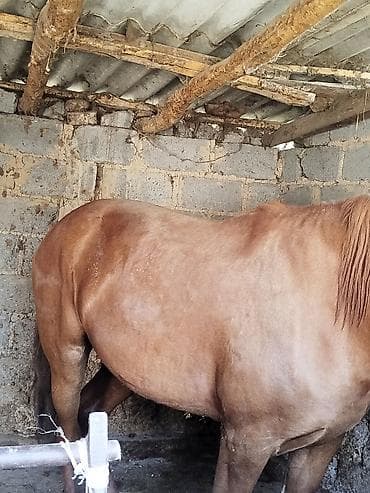 жеребая: Продаю | Жеребец — 5