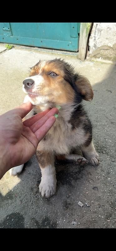 пародистый кошка: Собака даром: Дворняжка, 2 месяца, Самка — 2