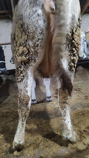 кошки жалал абад: Сатам | Уй (ургаачы), Кунаажын — 6