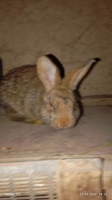продаю кролики: Продаю | Кролик самец | Для разведения — 2