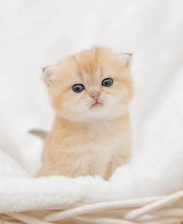рыжая кошка: Британская короткошёрстная, 1 месяц, Мальчик, Золотая шиншилла, Приучена к лотку, Проглистована, С документами — 5