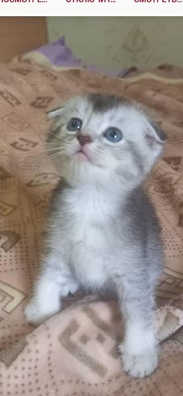 шотлан: Шотландский вислоухий котёнок (Scottish Fold) - Окрас — 3