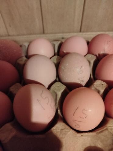 ломан браун куры: Продаю | Куры | Брама | Для разведения — 1