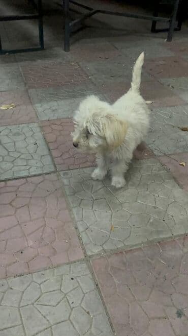 Ковролин: 3 месяца, Самец — 9