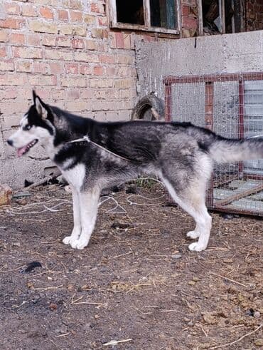 акустические системы bluedio колонка в виде собак: Хаски, 8 месяцев, Самка, С прививкой — 4