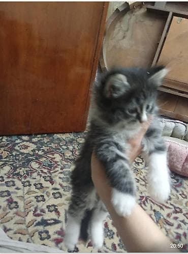 серые кошки: Отдам в хорошие добрые руки * Тип животного: Кошка * Возраст — 3