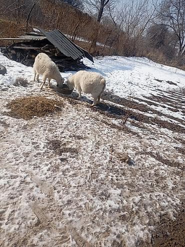 Срочно срочно продаю
