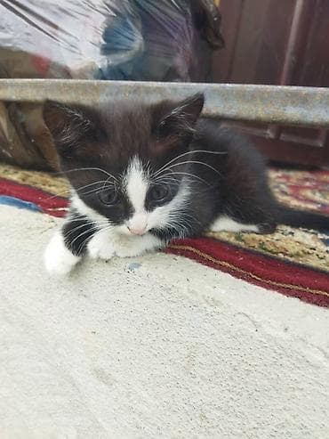кошки даром: Котята, домашние мурлыки - Возраст: примерно 1,5–2 месяца - Окрас — 4