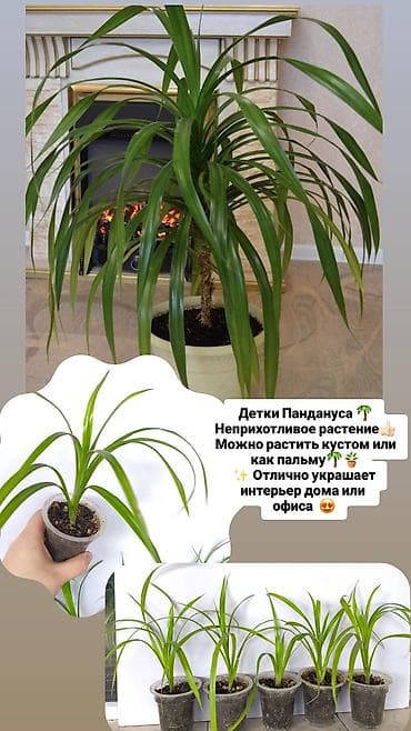 бишкек постельное белье: Продаю комнатные растения, цветы ❗цены разные от 150сом и выше ❗ — 3