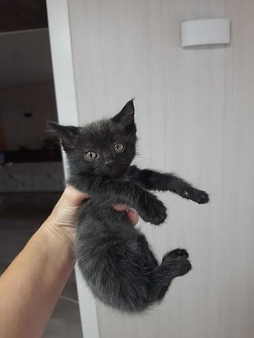 кошка в добрые руки: Котята домашние, разноцветные, игривые. Описание: - Возраст на фото — 3