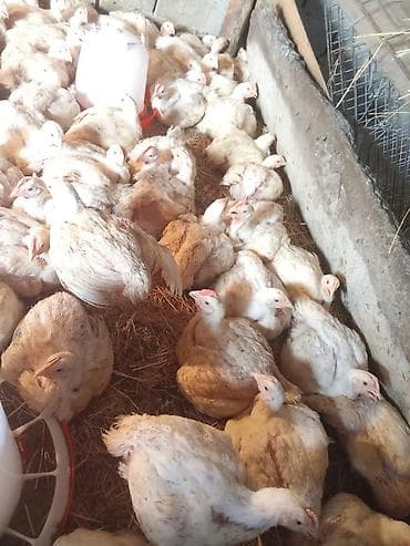 шпиц собака цена бишкек: Продаю | Цыплята | Бройлерная | На забой — 2