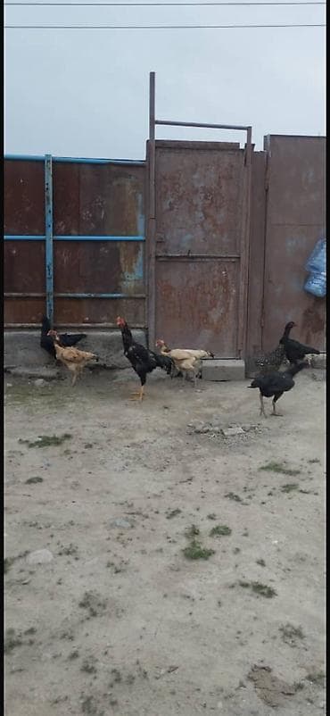 Айыл-чарба жаныбарлары: Сатам | Тооктор, Короздор — 3