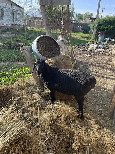 Продам с/х животных: Продаю | Овца (самка), Ягненок | Арашан | Для разведения | Племенные, Ярка — 6