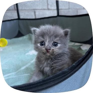 сиамские коты: Шотландские котята ищут любящий дом 🐾 Продаются 4 шотландских котёнка — 5