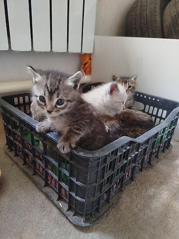 кошки мейн кун цена: Котята от домашней кошки отдам даром — 3