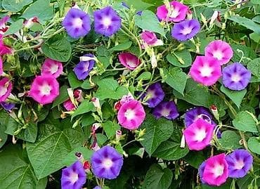 черешковый сельдерей бишкек: Традесканция Виргинская(доброе утро) -150 (куст) аквилегия(водосбор)- — 2