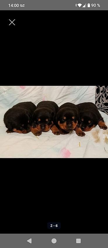ит нарын: Открыта бронь на щенков ротвейлера две девочки с родословной родители — 1