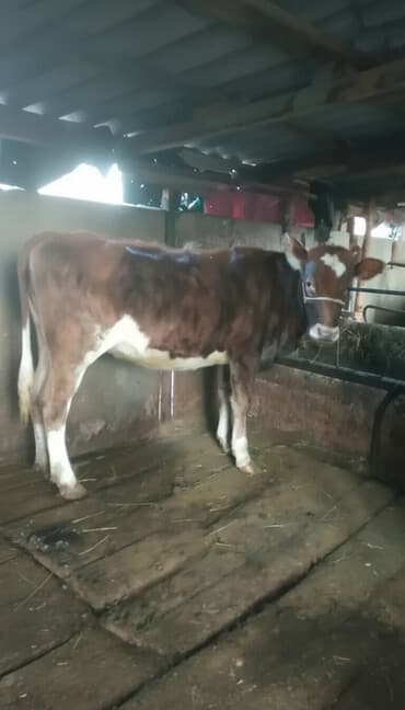 домики для котов: Продаю | Тёлка | Симментальская | Для разведения | Не стельные — 1