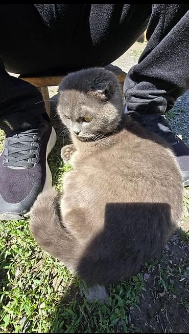 веслоухий кошка: Скотиш Фолд (Шотландская вислоухая), 4 месяца, Девочка, Серый, С документами — 3