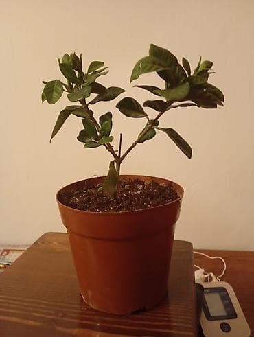 жасмин цветы: Гарденния жасминовидная (Gardenia jasminoides) в горшке - Компактный — 4