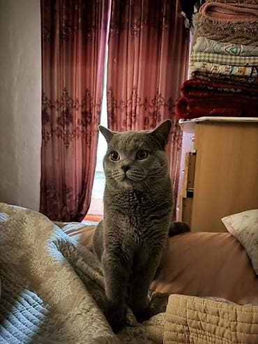 скоттиш страйт серый: Британская короткошёрстная, 10 месяцев, Мальчик, Серый, Приучена к лотку, Проглистована, С прививками — 7