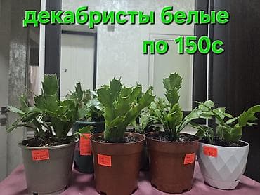 азия пелес: Хамедорея изящная (комнатная пальма) - В наличии взрослые кусты в — 6