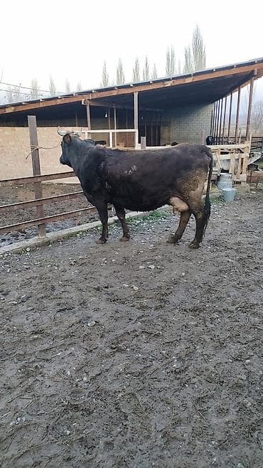 сколько стоит арабская лошадь: Продаю | Корова (самка) | Для разведения | Привязанные — 2