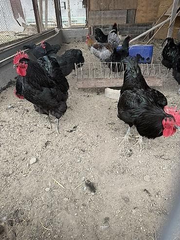 Тооктор, короздор: Сатам | Тооктор, Короздор | Көбөйтүү үчүн — 1