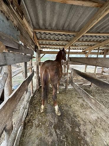 цена лошади: Продаю | Жеребенок | Для разведения | Племенные — 3