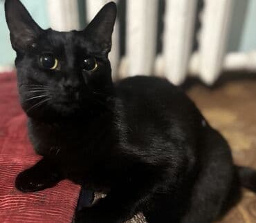 домашний кот: 10 месяцев, Девочка, Приучена к лотку — 2