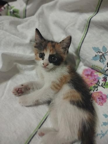 d cat: Отдам в хорошие руки Котята, помёт из нескольких малышей. - Окрас — 3