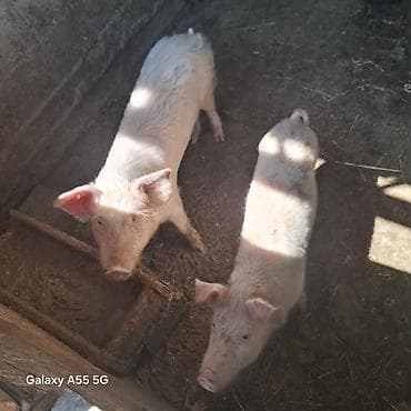 Сатам | Торопой | Чоң ак | Көбөйтүү үчүн