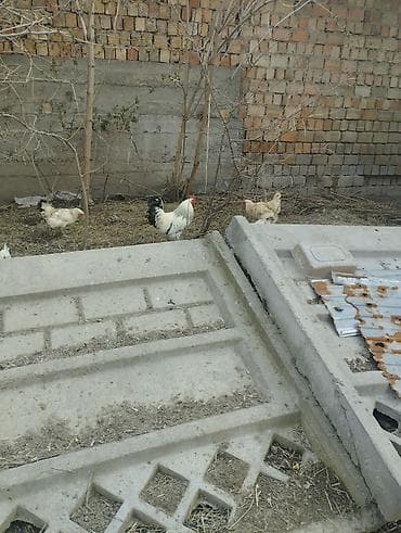 птицы бишкека: Продаю | Петух | Домашняя | Для разведения — 4