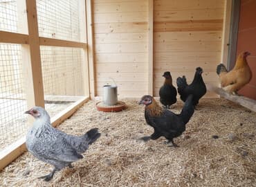 клеточное оборудование для кур несушек: Сатам | Тооктор | Көбөйтүү үчүн — 1