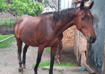 собака доберман цена: Продаю | Кобыла (самка) | Английская | Конный спорт — 8