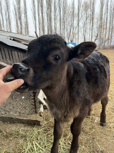 купить калифорнийского червя: Продаю | Музоо, торпок | На откорм | Искусственник — 3