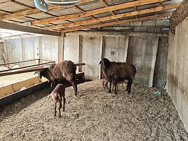 Продаю | Овца (самка) | Матка — 3